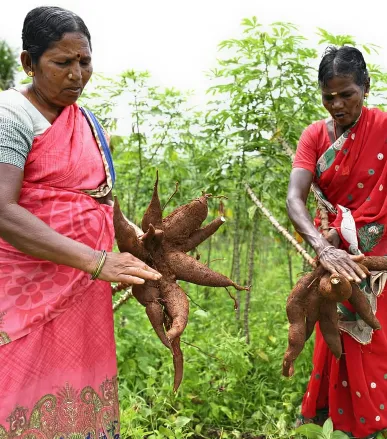 Liquid fermented organic manure in Coimbatore
